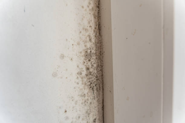Best Mold Damage Restoration  in Las Campanas, NM